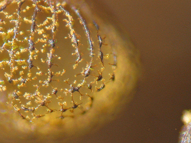 Cribraria (aurantiaca?)